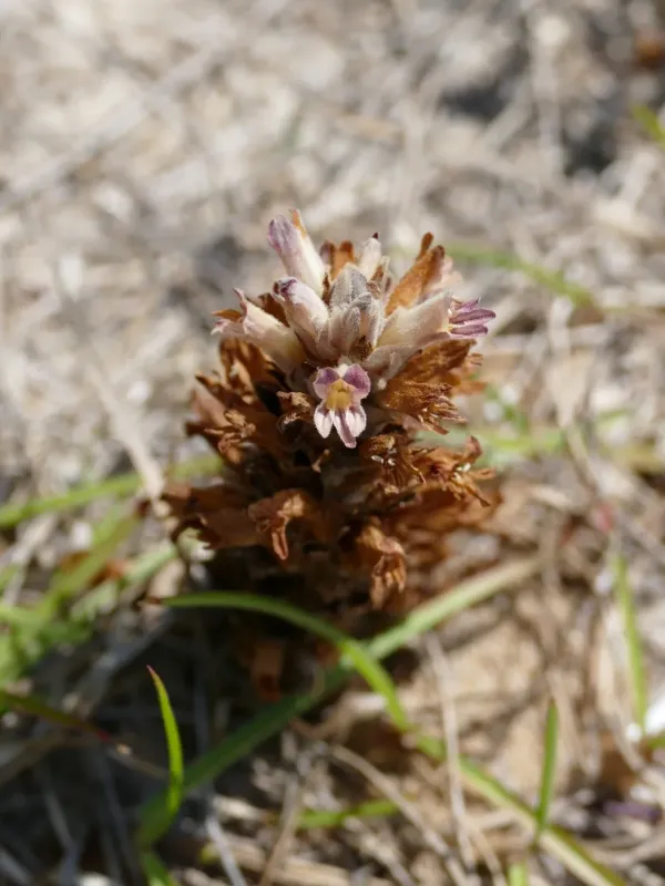Louisiana broomrape