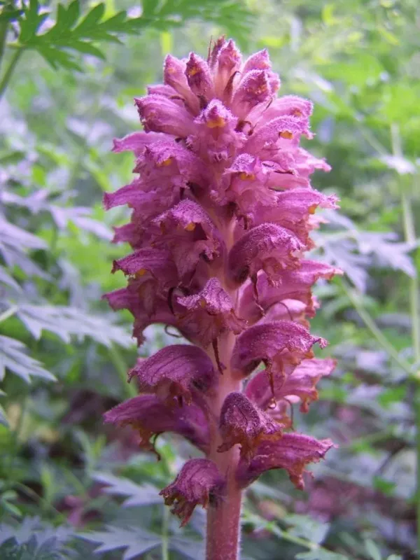 Tobacco broomrape