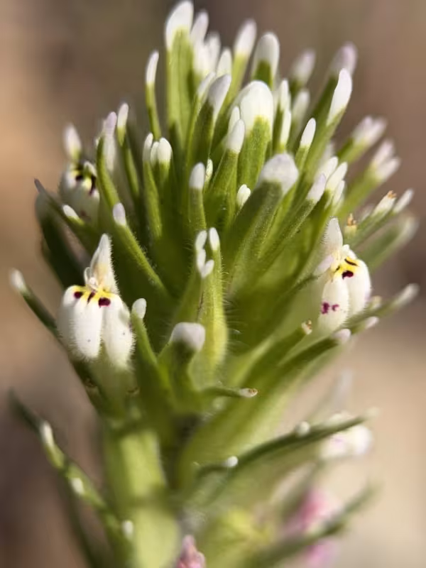 Orthocarpus attenuatus