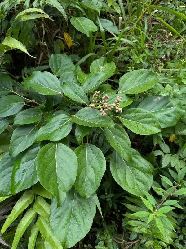 Oreopanax capitatus