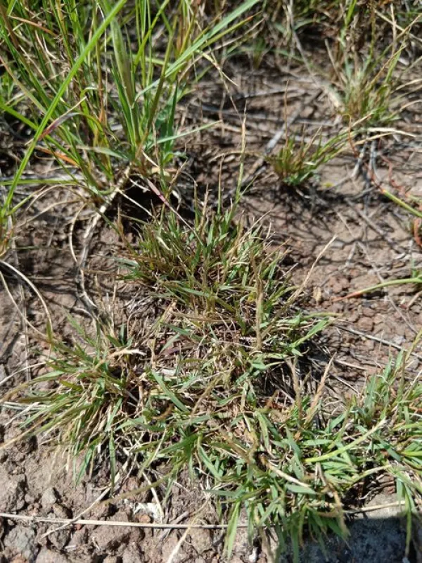 Oropetium capense