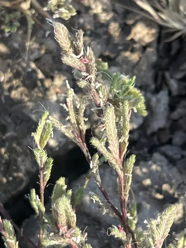 Orcuttia californica