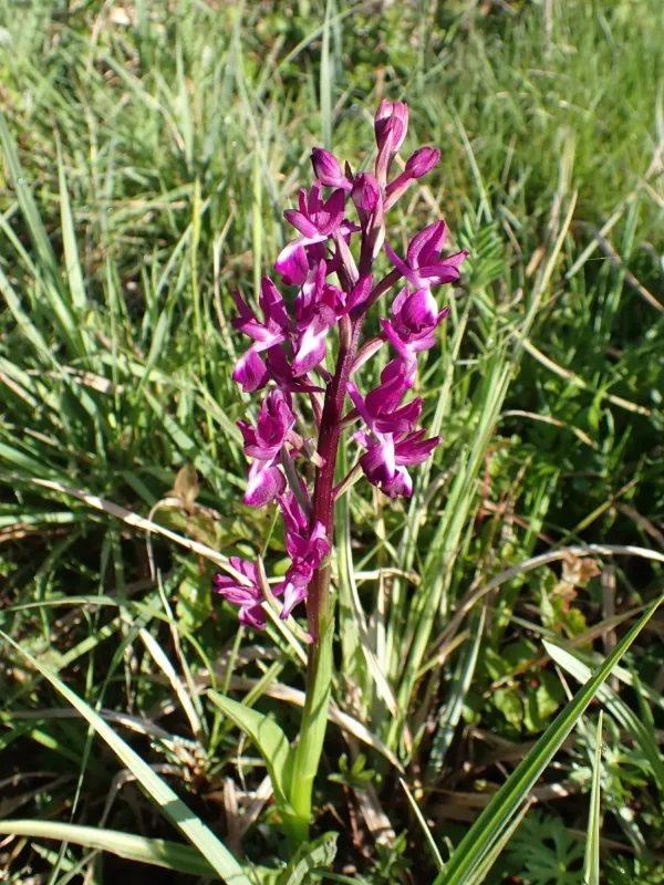 Loose-flowered orchid