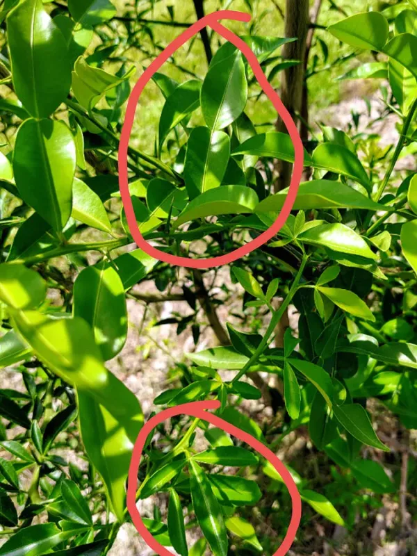 Citrus latipes x Poncirus trifoliata hybrid