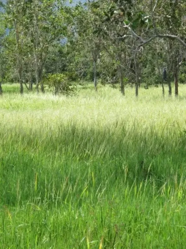 Oryza nivara