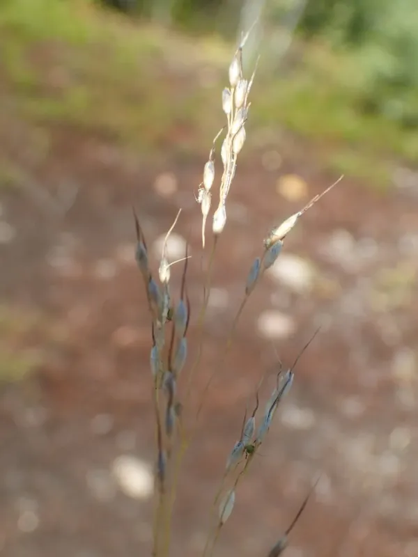 Canadian mountain ricegrass