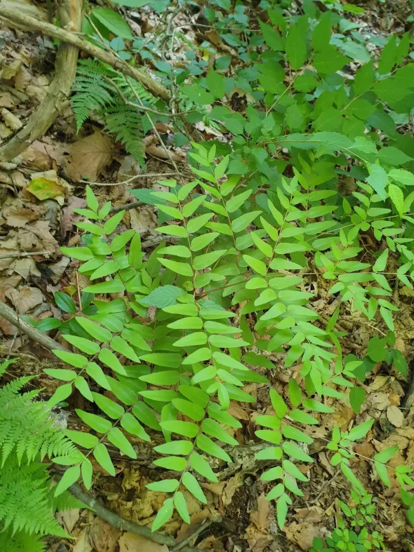 Cinnamon fern