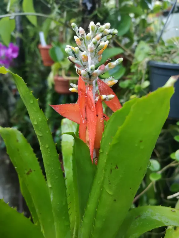Aechmea hybrid