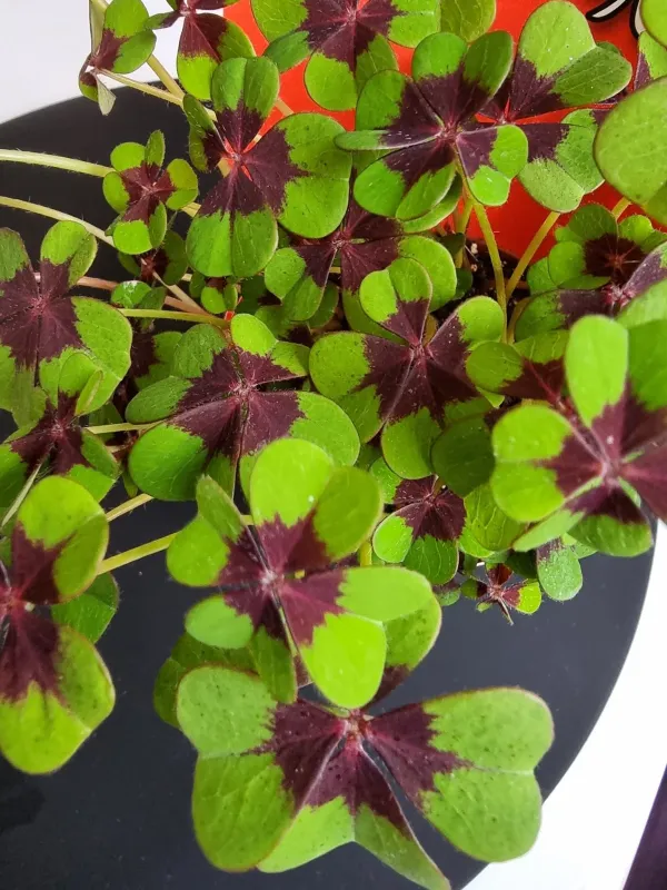 Oxalis deppei