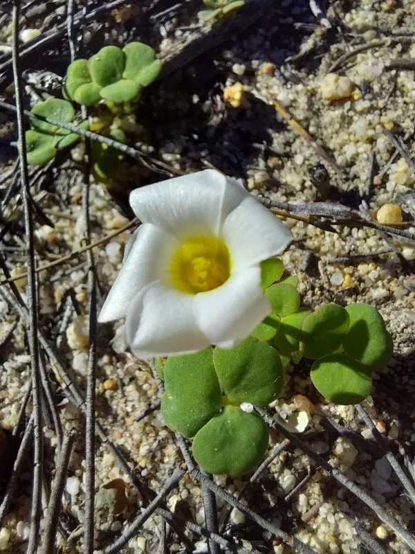 Oxalis depressa