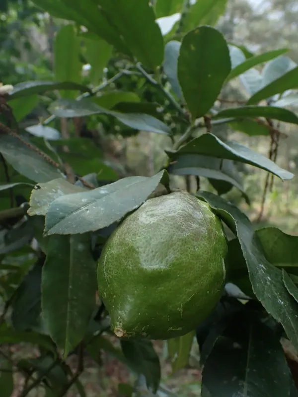 Lime