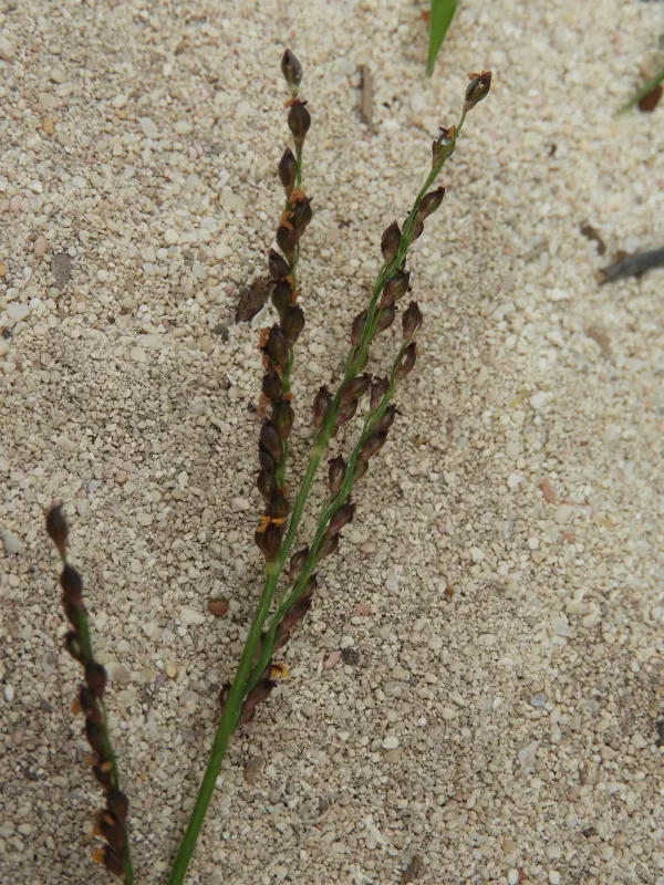 Brachiaria adspersa
