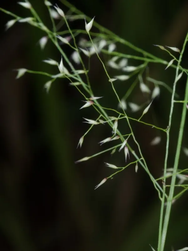 Panicum afzelii