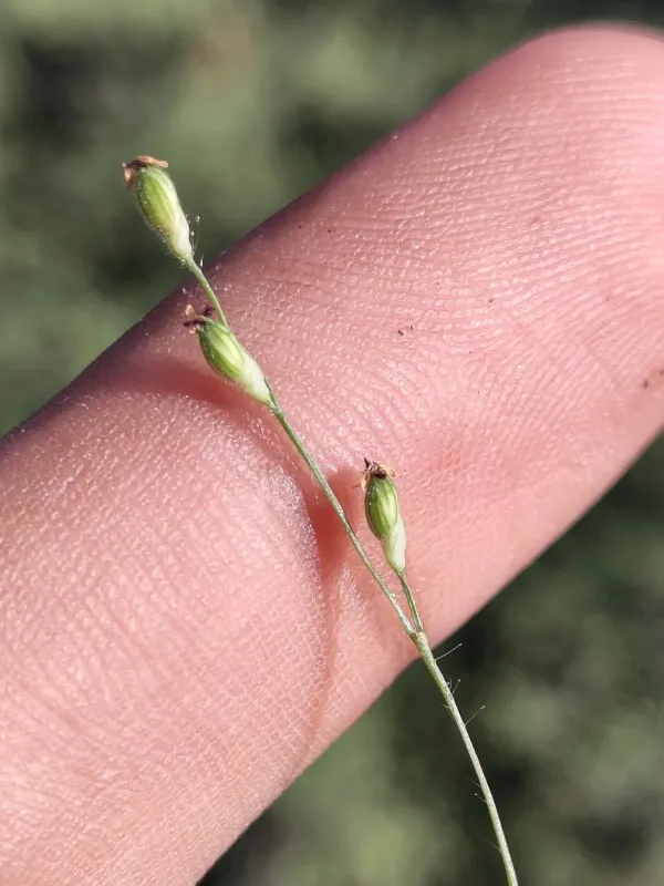 Arizona panicgrass