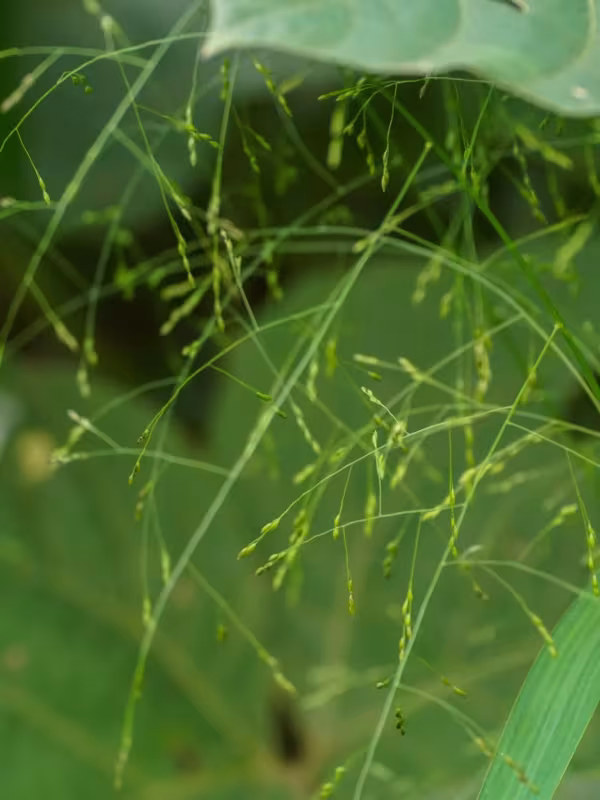 Black-nerved millet