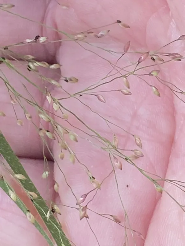 Panicum effusum