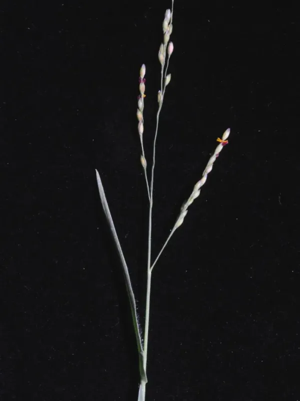 Yellow millet
