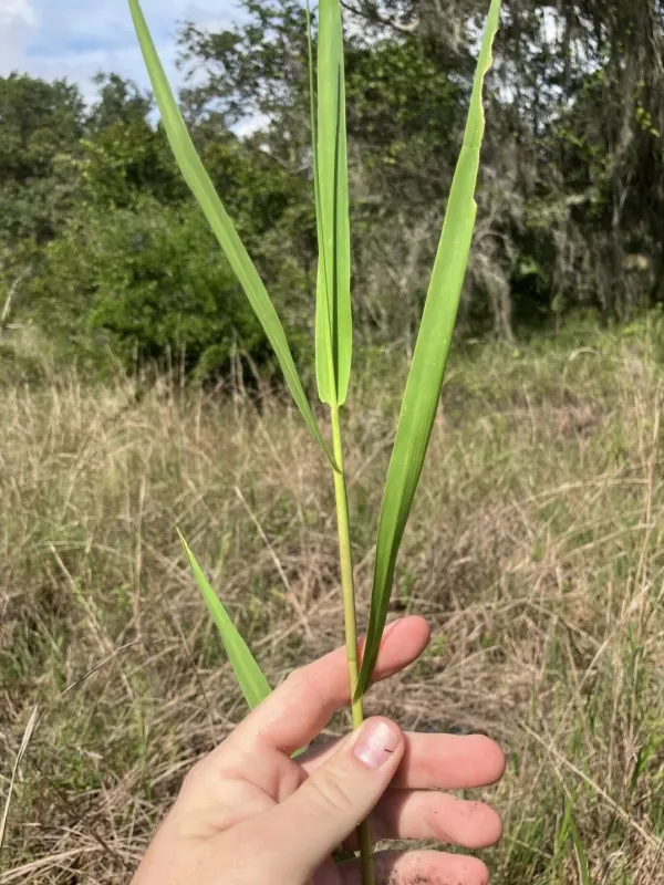 Maidencane