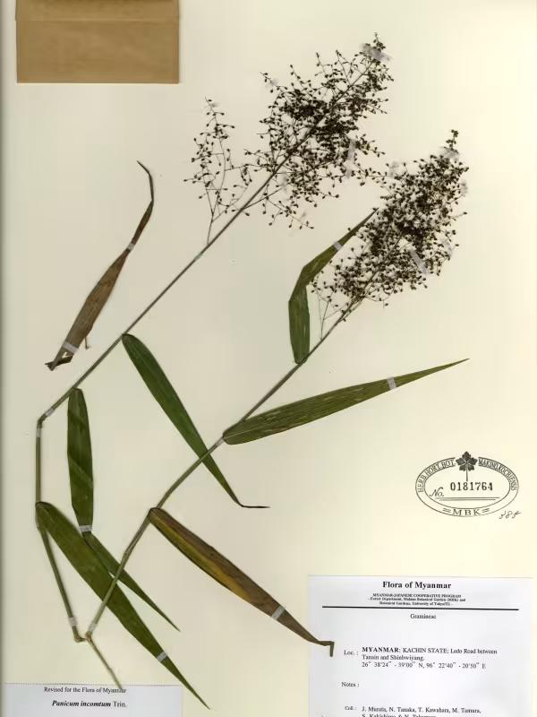 Panicum incomtum