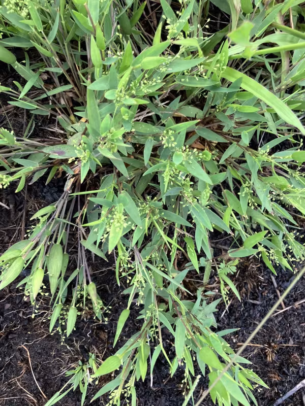 Lance-leaved panicgrass