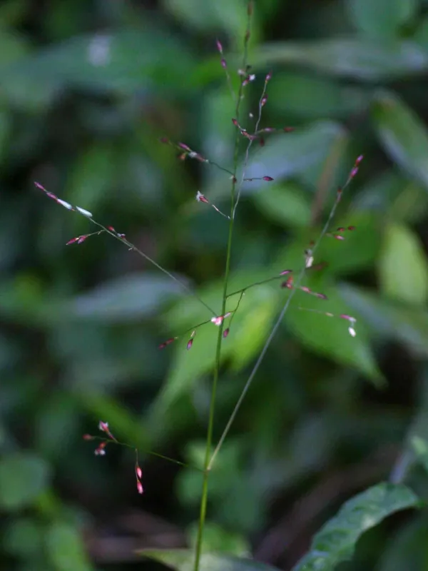 Просо гірське