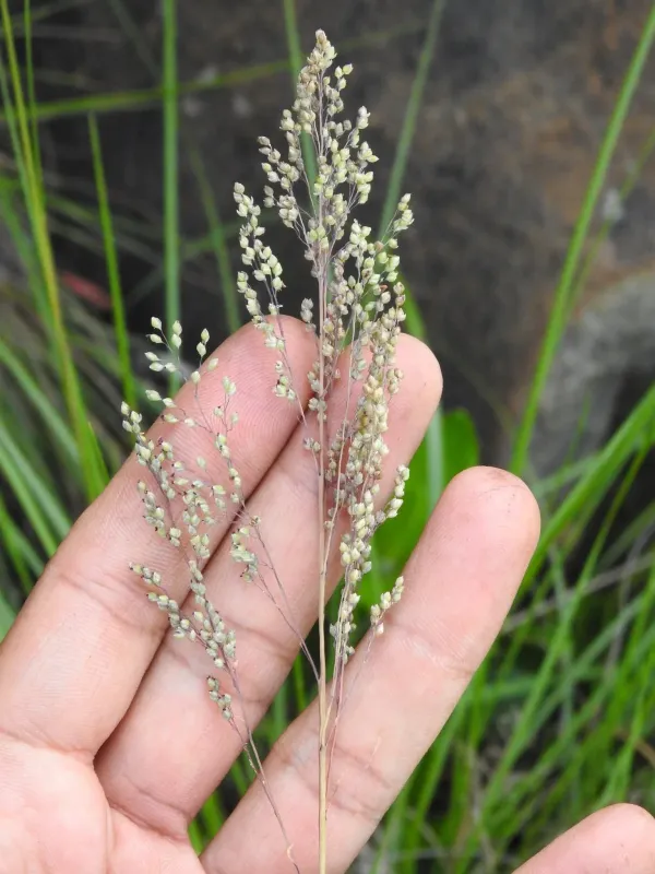 Natal grass