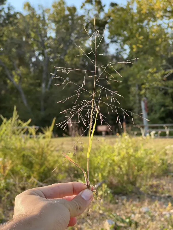 Philadelphia panicgrass