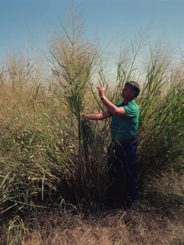 Reed millet