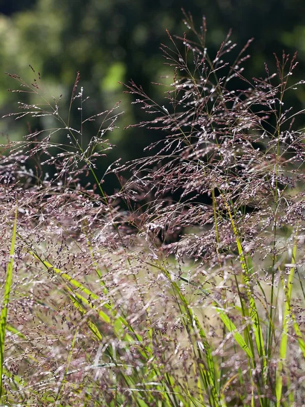 Panicum patens