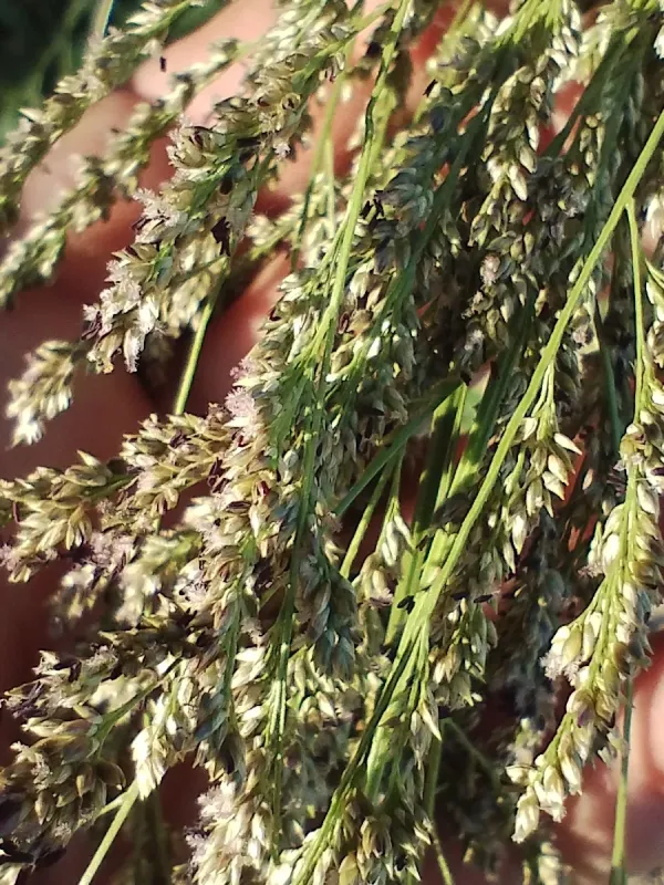 Panicum prionitis