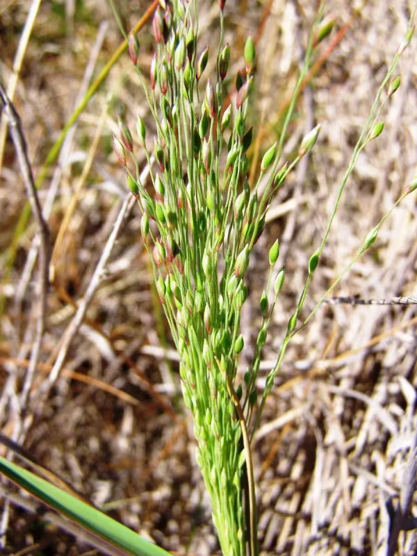 Panicum prolutum