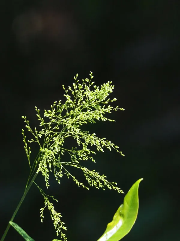 Panicum sarmentosum