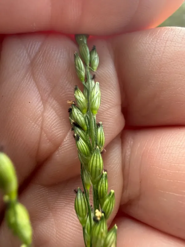 Texas millet