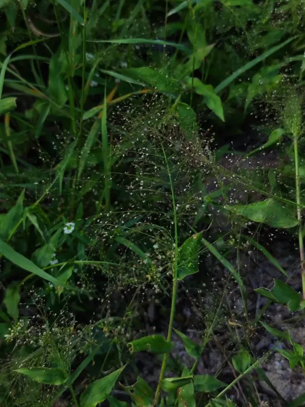 Panicum trichoides