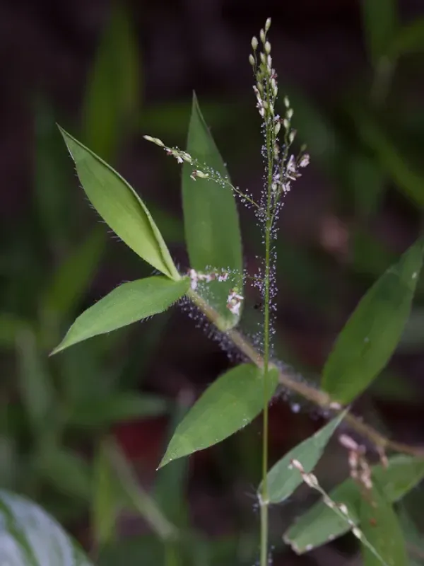 Brachiaria umbellata