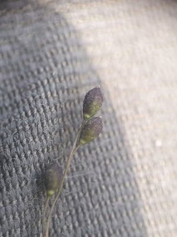 Warty panicgrass