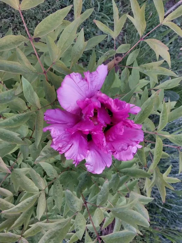 Sichuan peony