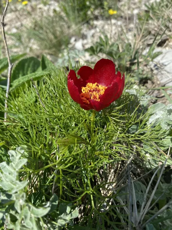 Paeonia tenuifolia