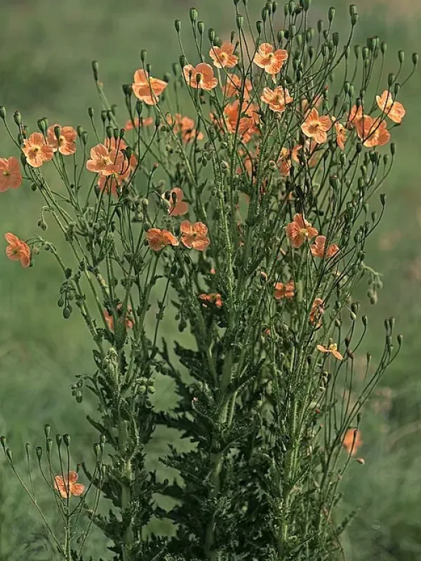 Prickly poppy