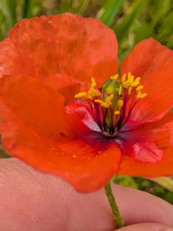 Papaver pinnatifidum