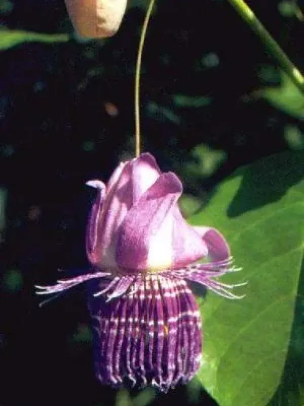 Passiflora seemanni