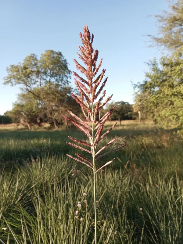 Paspalum intermedium