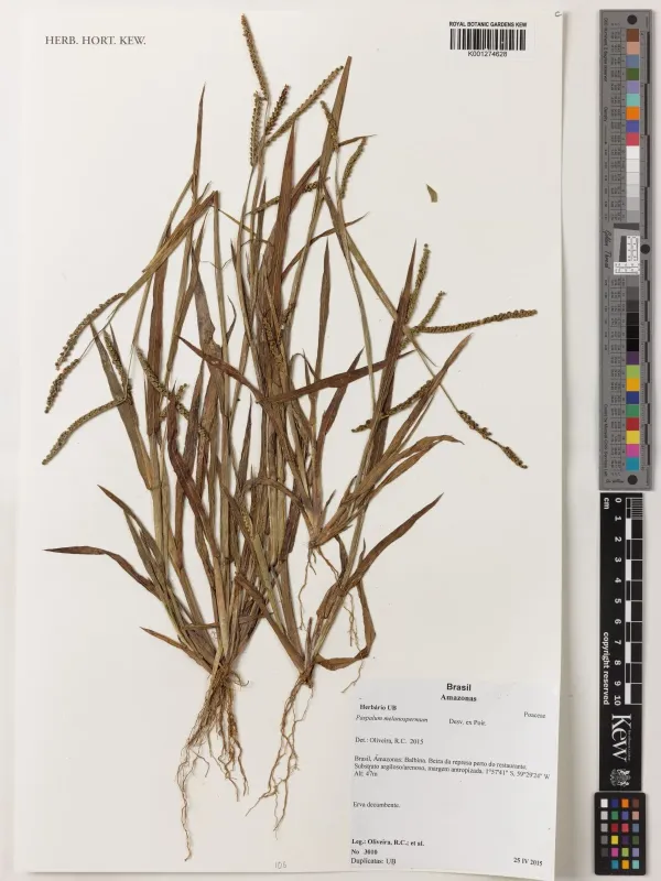 Paspalum melanospermum