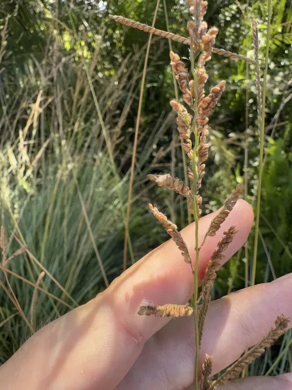 Paspalum quadrifarium