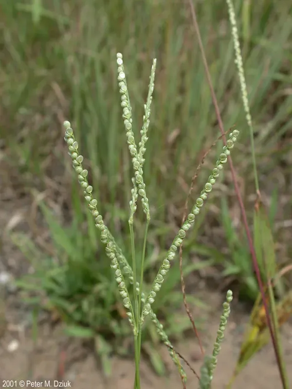 Straw paspalum