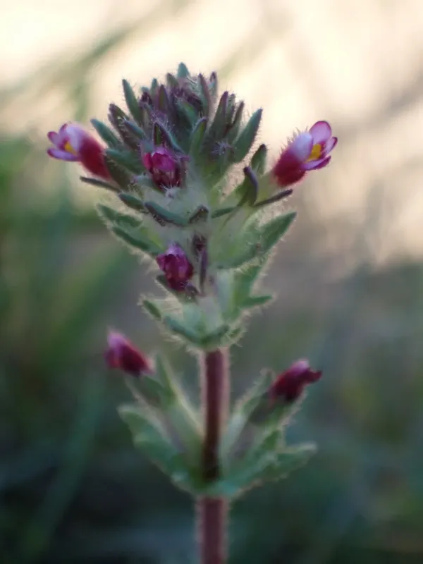 Parentucellia latifolia