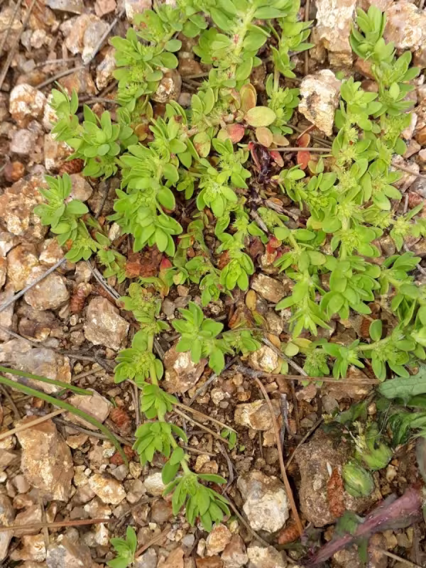 Spiny nailwort