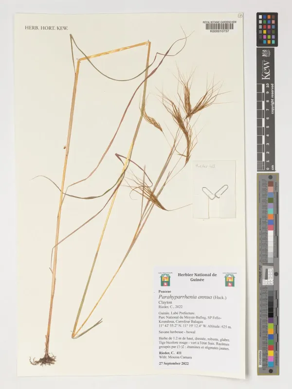 Parahyparrhenia annua
