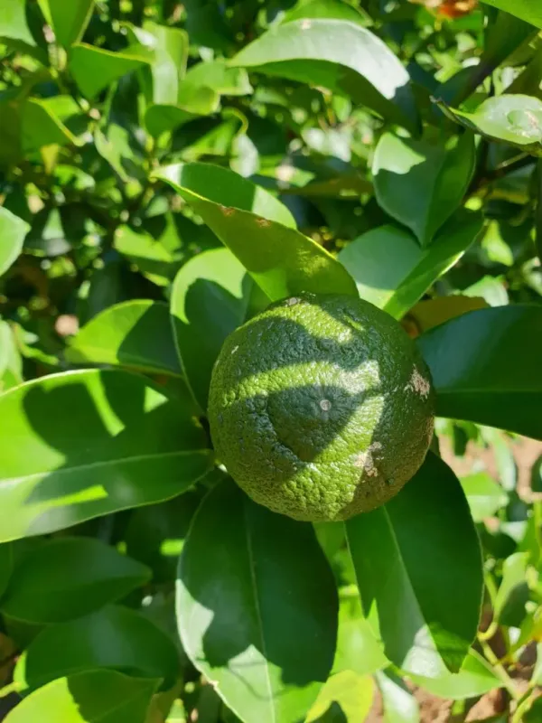 Rokugatsu citrus