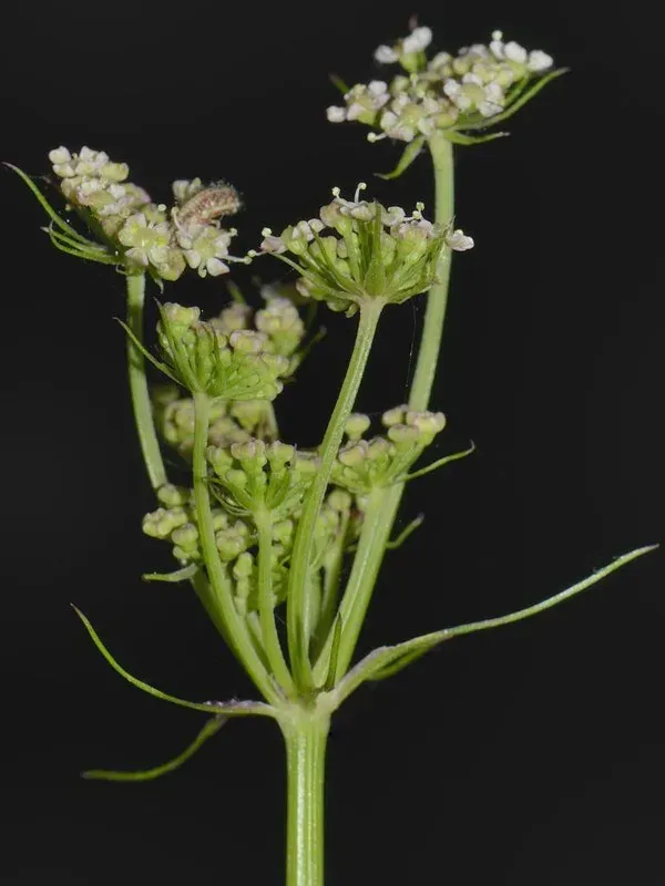 Peucedanum lancifolium